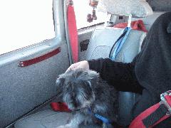 On the way back, I landed in Abilene and picked up Blitz, who had been rescued from a shelter there, and brought him back to Dallas to enter the MSRNT program. IMG_1469.JPG